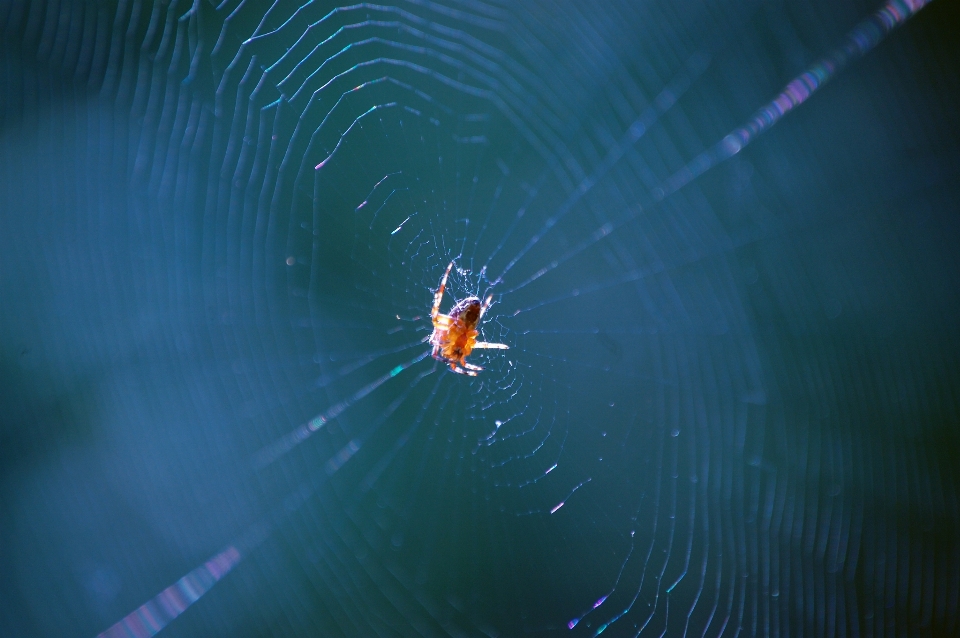 Photography spooky spiderweb web