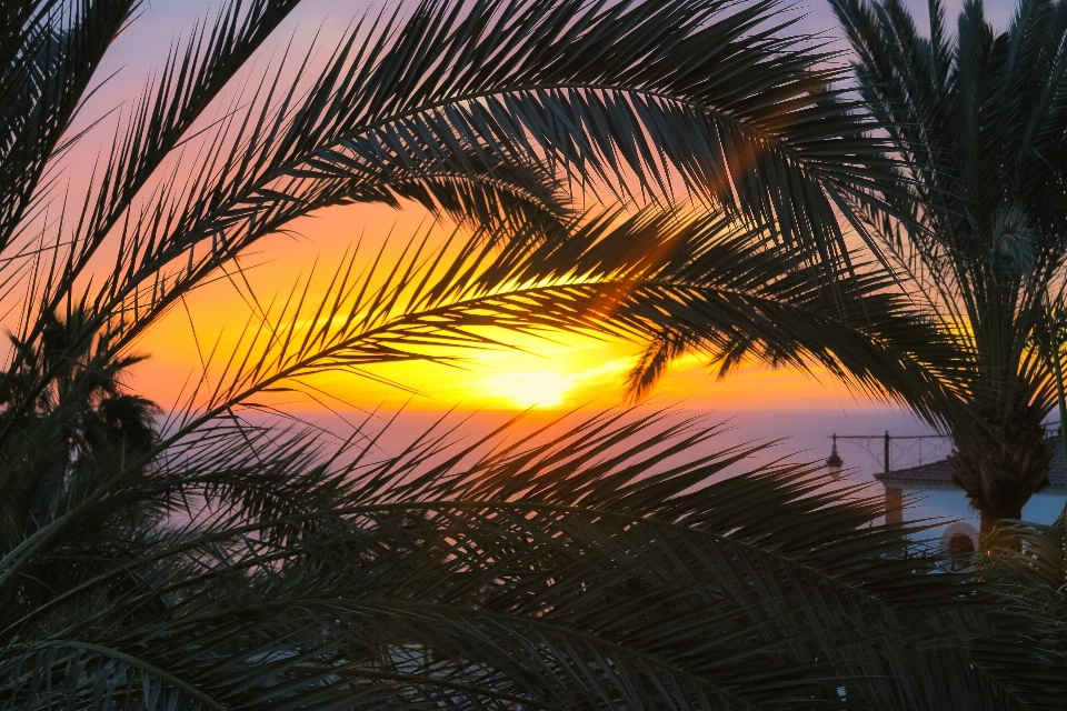 Mer arbre lumière lever du soleil