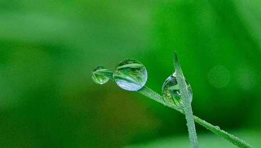 Water nature grass branch Photo