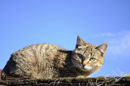 Foto Visualizzazione animale carino domestico