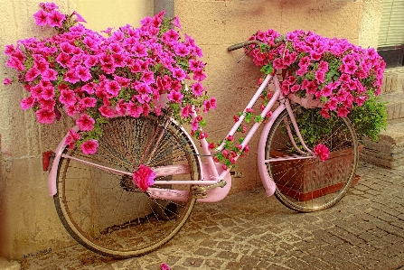 Plant wheel flower bicycle Photo