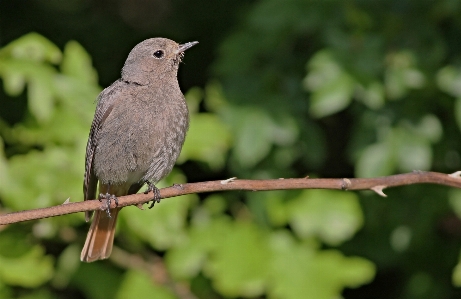 Foto Alam luar ruangan cabang burung