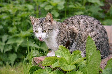 Photo Nature herbe animal chaton