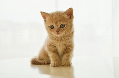 Foto Anak kucing mamalia hidung