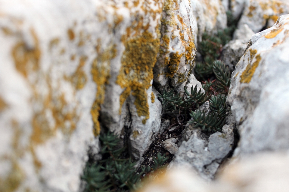 árbol naturaleza rock rama