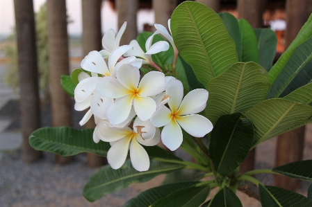 Nature branch blossom plant Photo