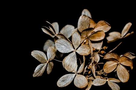 Baum zweig anlage blatt Foto