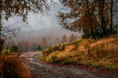 Landscape tree nature forest Photo