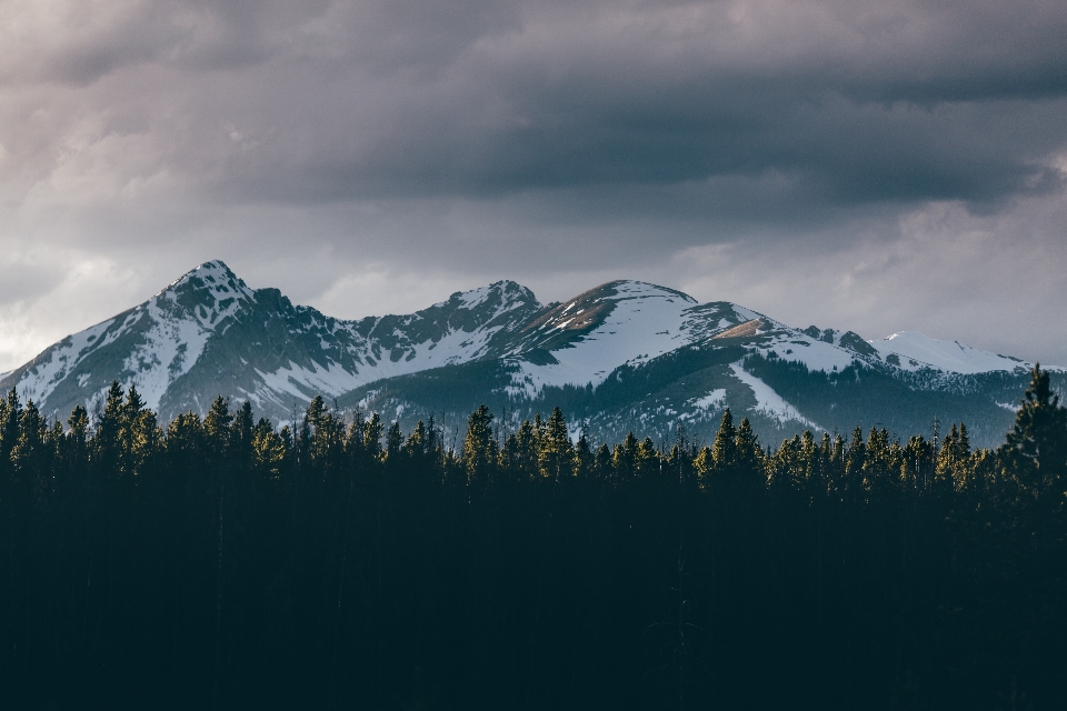 Tree nature mountain snow