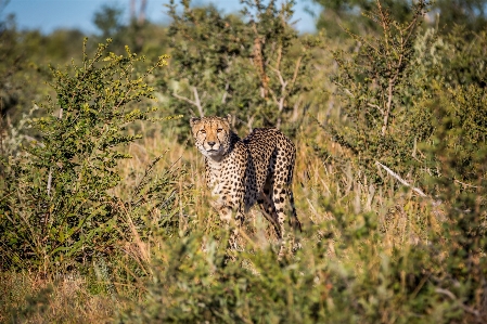 Prairie wildlife mammal fauna Photo