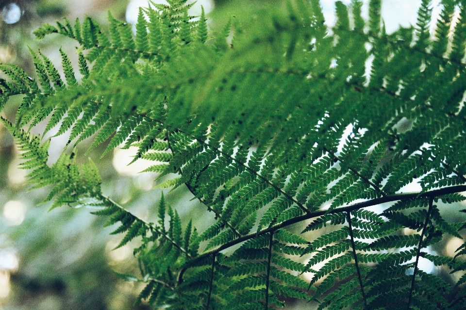 Drzewo natura oddział zakład