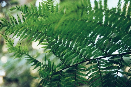 Foto Albero natura ramo pianta