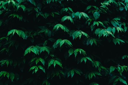 树 森林 分支 植物 照片