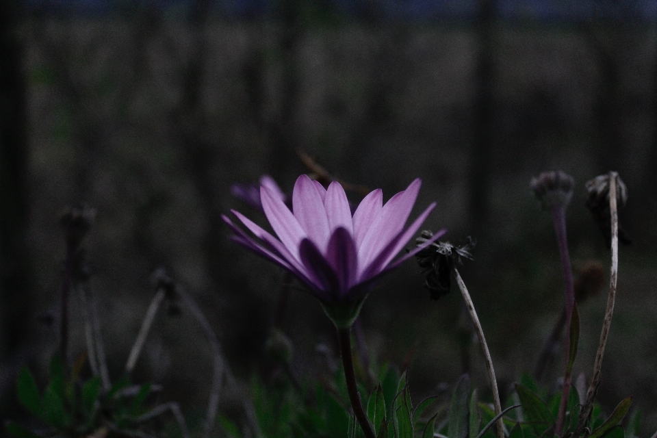 Natureza grama plantar flor