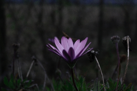 Foto Alam rumput tanaman bunga