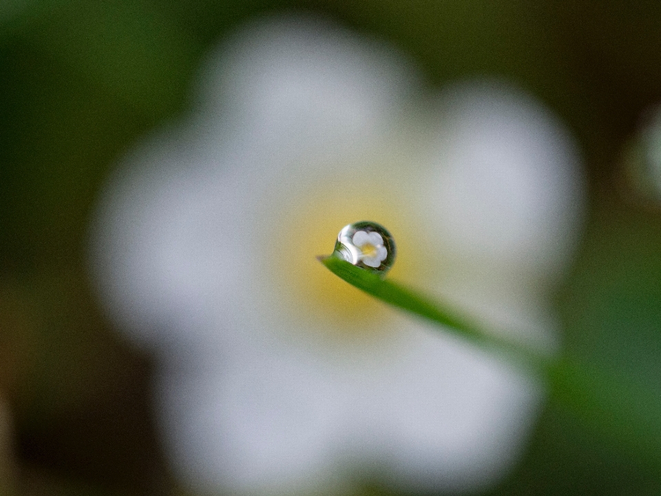 Eau nature goutte rosée