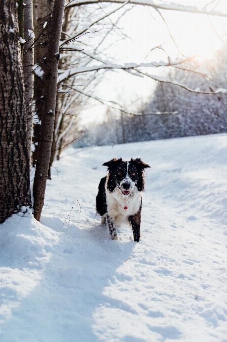 Snow winter dog vehicle