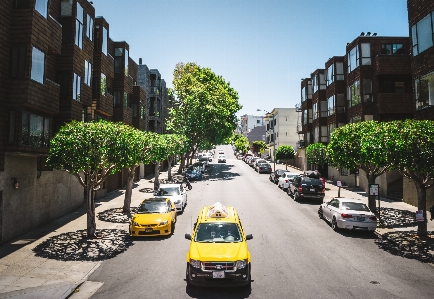 Tree pedestrian road traffic Photo