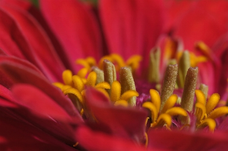 Blossom plant photography flower Photo