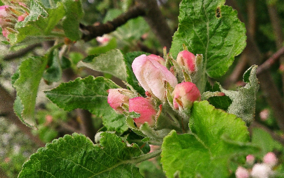 Natur zweig blüte anlage