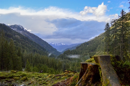 風景 木 自然 森 写真