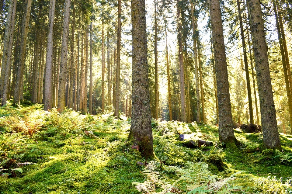 風景 木 自然 森