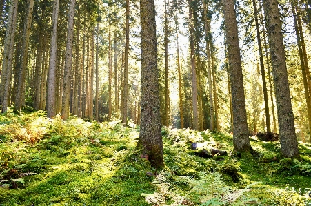 Landscape tree nature forest Photo