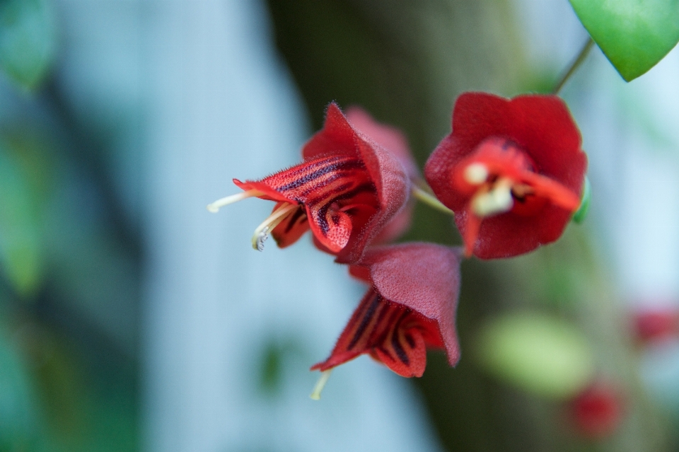 Natura fiore pianta fotografia