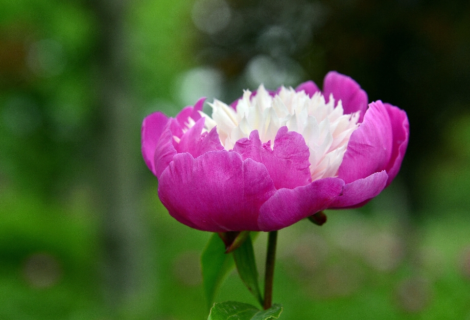 Fiore pianta bianco petalo