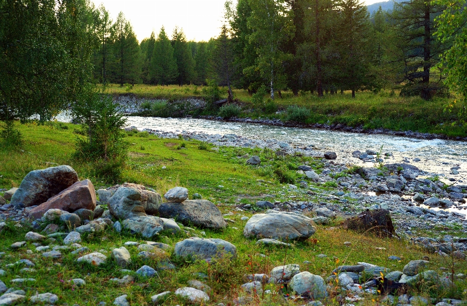 Paesaggio albero acqua foresta