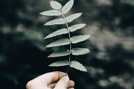 Tree nature branch plant Photo