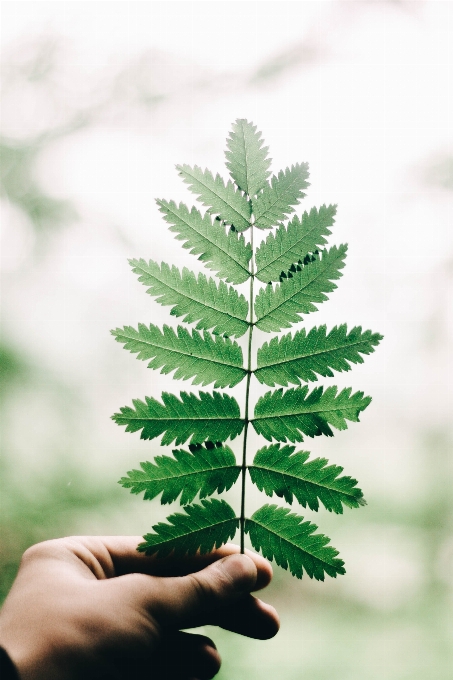 Arbre bifurquer usine feuille