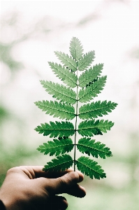 Foto Albero ramo pianta foglia