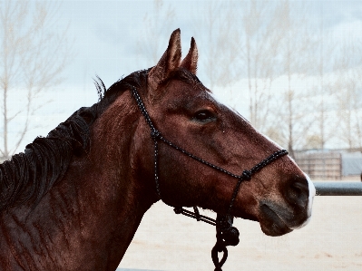 Photo Cheval rêne
 mammifère étalon