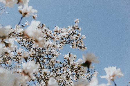 Tree branch blossom winter Photo