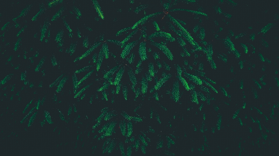 Leaf line green darkness