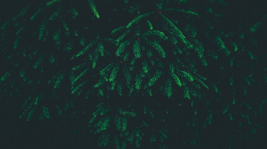 Leaf line green darkness Photo