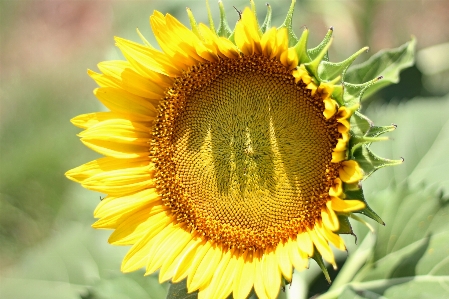 Foto Plantar flor pétala produzir