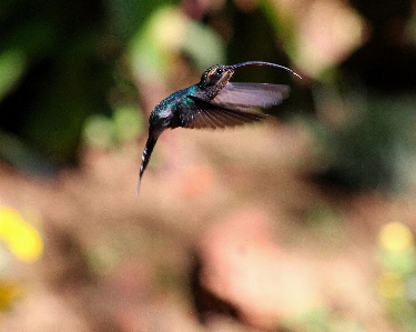 Foto Alam fotografi daun bunga