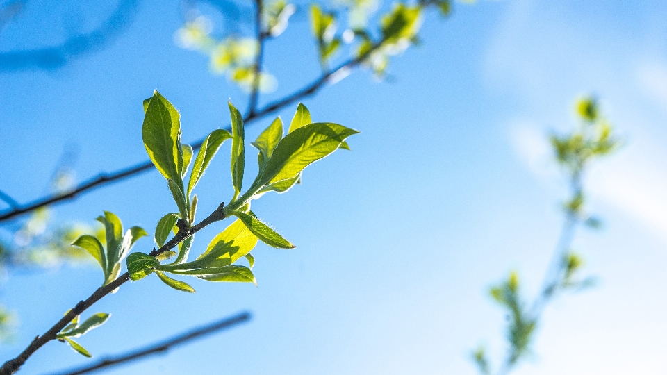 Baum natur gras zweig