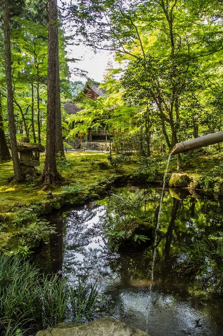 Landscape tree water nature