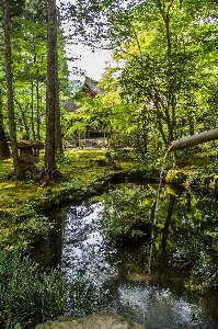 Landscape tree water nature Photo