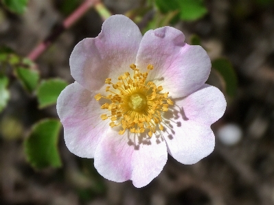 Blossom plant flower petal Photo