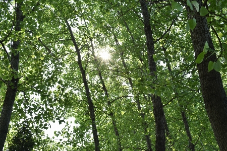 Tree forest branch plant Photo