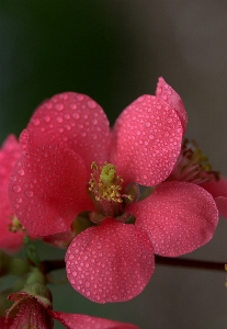 Blossom plant photography leaf Photo