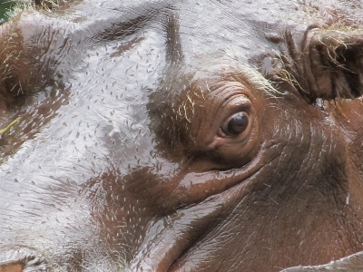 Foto Acqua natura guardare animali selvatici