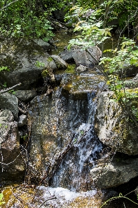 Tree water nature forest Photo