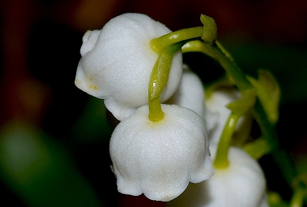 Nature blossom plant white Photo