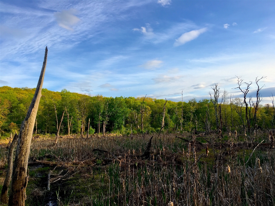 Landscape tree nature forest