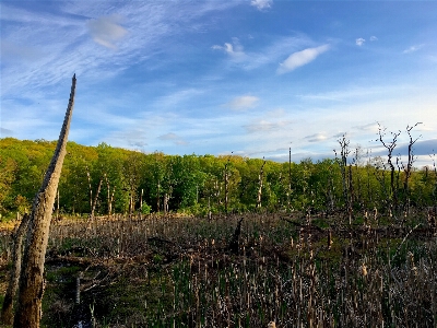 Landscape tree nature forest Photo